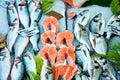 Fresh red salmon fish, dorado fish and other on ice Royalty Free Stock Photo