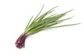 Fresh red scallions Royalty Free Stock Photo