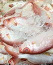 fresh red sea fishes with ice on the stall Royalty Free Stock Photo
