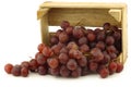 Fresh red seedless grapes on the vine