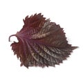 Fresh red shiso leaf Royalty Free Stock Photo