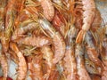 Fresh red shrimps on ice Royalty Free Stock Photo