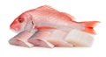 Fresh Red Snapper Fish and Fillets on White Background Royalty Free Stock Photo