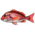 Fresh Red Snapper Fish Isolated on White Background for Seafood and Culinary Use Royalty Free Stock Photo