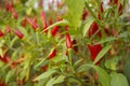 fresh red spicy chillies growing on a bush Royalty Free Stock Photo