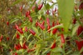 fresh red spicy chillies growing on a bush Royalty Free Stock Photo