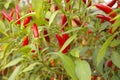 fresh red spicy chillies growing on a bush Royalty Free Stock Photo