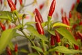 fresh red spicy chillies growing on a bush Royalty Free Stock Photo