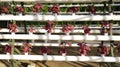 Fresh red spinach vegetable plant by hydroponic method. Nutrient film transfer Hydroponic setup system idea. Modern vegetable