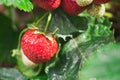 Fresh red strawberries in the garden. close-up Royalty Free Stock Photo