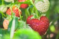 Fresh red strawberries in the garden. close-up Royalty Free Stock Photo