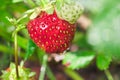 Fresh red strawberries in the garden. close-up Royalty Free Stock Photo