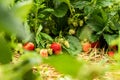 Sweet red strawberries growing on organic strawberry farm Royalty Free Stock Photo