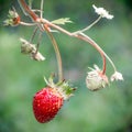 Fresh red strawberries. Wild small strawberry of the woods