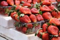 Fresh strawberry basket Royalty Free Stock Photo