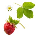 Fresh red strawberry berry, leaf and flower isolated on white background. Close-up Royalty Free Stock Photo
