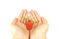 Fresh red strawberry with hand Royalty Free Stock Photo