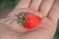 fresh red Strawberry in hand Royalty Free Stock Photo