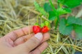 Fresh red strawberry in the human hand Royalty Free Stock Photo