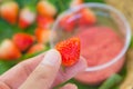 Fresh red strawberry in the human hand Royalty Free Stock Photo