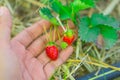 Fresh red strawberry in the human hand Royalty Free Stock Photo