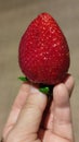 fresh red strawberry lies on the palm of the hand, fruit Royalty Free Stock Photo