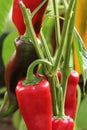 Fresh red sweet bell pepper plants growing in plantation