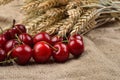 Fresh red and tasty cherries on jude background, with bunch of w Royalty Free Stock Photo