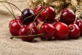 Fresh red and tasty cherries on jude background, with bunch of w Royalty Free Stock Photo