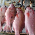 fresh red tilapia ready to cook