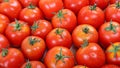 Fresh red tomato in the drops of water as a backdrop Royalty Free Stock Photo