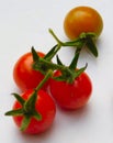 Fresh red tomato in the vegetable garden Royalty Free Stock Photo