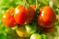 Fresh red tomatoes on a green farmer bed Royalty Free Stock Photo