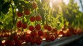 Fresh red tomatoes grow on a branch in a greenhouse Royalty Free Stock Photo