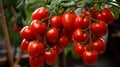 Fresh red tomatoes grow on a branch in a greenhouse Royalty Free Stock Photo