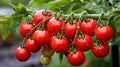 Fresh red tomatoes grow on a branch in a greenhouse Royalty Free Stock Photo