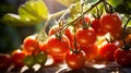 Fresh red tomatoes grow on a branch in a greenhouse Royalty Free Stock Photo