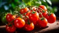 Fresh red tomatoes grow on a branch in a greenhouse Royalty Free Stock Photo