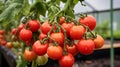 Fresh red tomatoes grow on a branch in a greenhouse Royalty Free Stock Photo