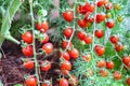 Fresh red tomatoes hanging with water drops in vegetables farm background Royalty Free Stock Photo