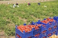 Fresh red tomatoes loaded on fruit boxes in green field Royalty Free Stock Photo