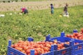 Fresh red tomatoes loaded on fruit boxes in green field Royalty Free Stock Photo