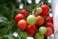 Fresh red tomatoes on the plant