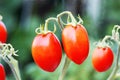 Fresh red tomatoes on tree on blurred nature background Royalty Free Stock Photo