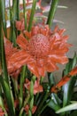 Fresh red torch ginger flower tree blooming. beauty petal wax surface multi layer in natural. pretty vivid pink head flora in trop