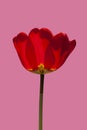 Fresh red transparent spring tulip flower on modern pink background - photo Royalty Free Stock Photo