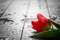 Fresh red tulip flower on wood. Wet, morning spring dew. Royalty Free Stock Photo