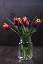 Fresh red tulip flowers bouquet in a glass jar Royalty Free Stock Photo