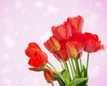 Fresh red tulips on abstract background Royalty Free Stock Photo