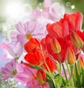 fresh red tulips on abstract spring nature background Royalty Free Stock Photo